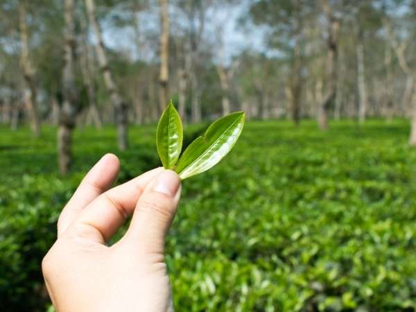 A Rarity in the Tea World for Nita Ambani's