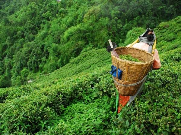 Exclusive Tea from Darjeeling