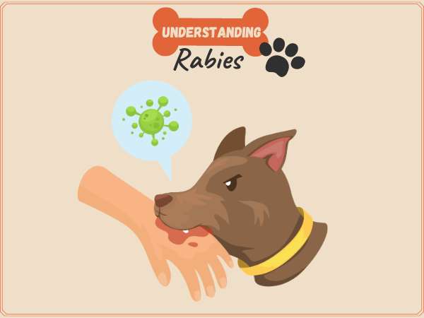 Understanding Rabies