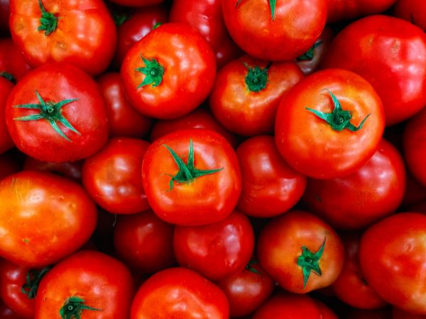 Tomatoes for Chemotherapy