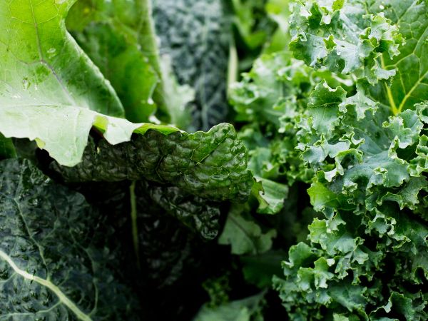 Green Leafy Vegetables (Spinach, Kale)