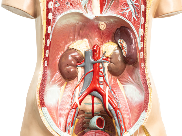 An Introduction to Aortic Aneurysm Treatment