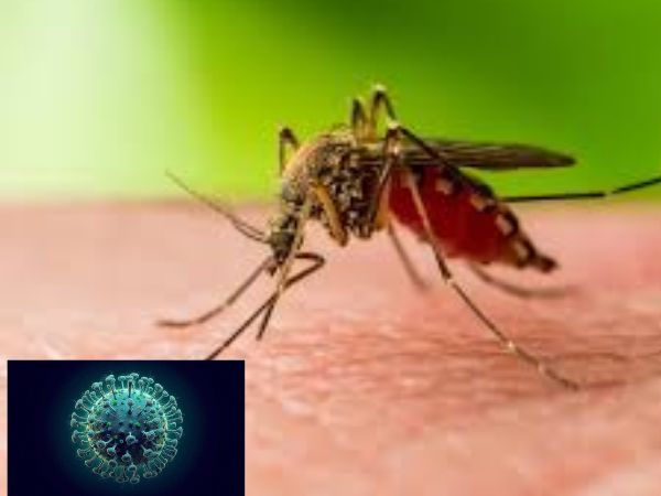 West Nile Virus_ Risks, Symptoms, and Who Is Most Affected
