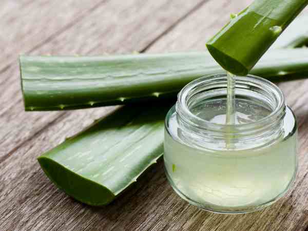 Aloe Vera_ Nature’s Skin Healer